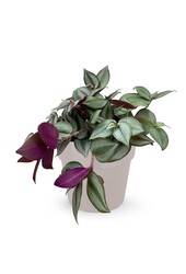 Tradescantia Rouge in B. for Soft