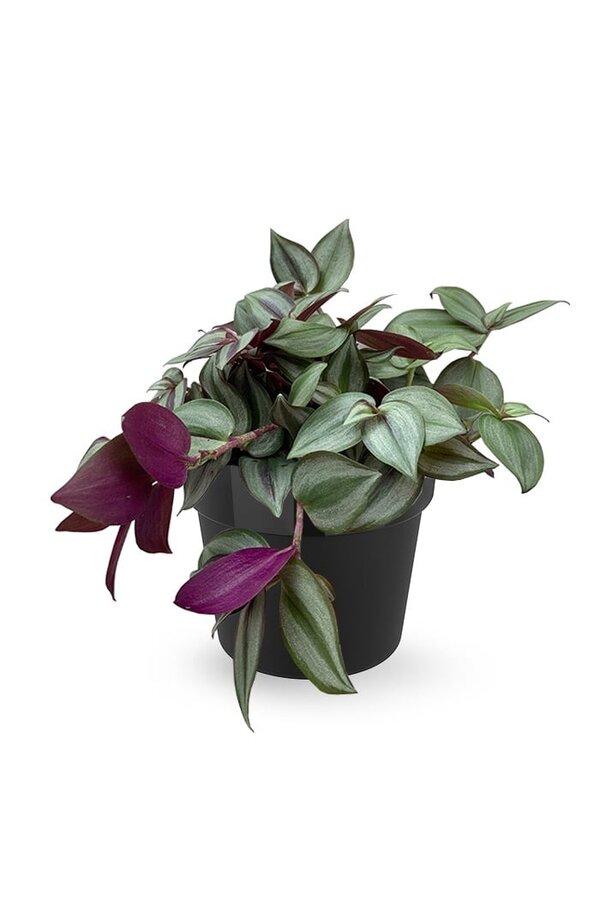 Tradescantia Rouge in B. for Soft