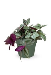 Tradescantia Rouge in B. for Soft