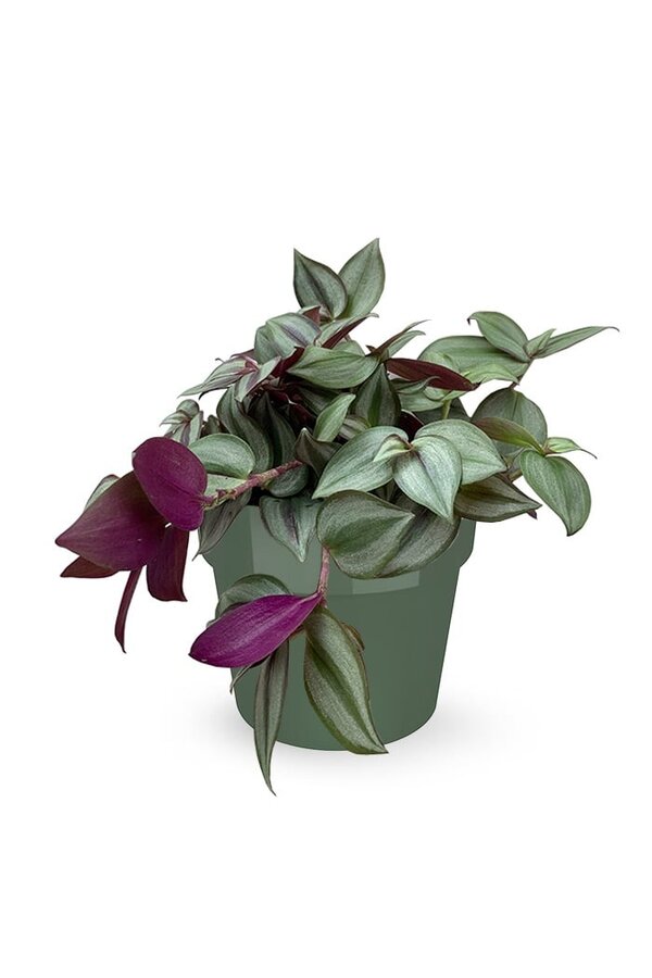 Tradescantia Rouge in B. for Soft