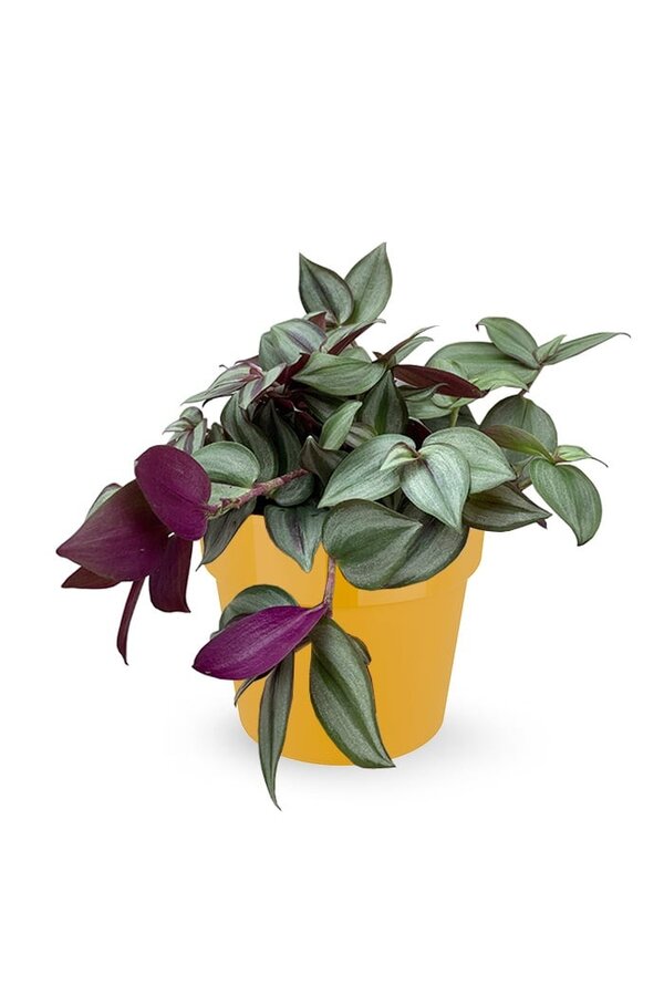 Tradescantia Rouge in B. for Soft