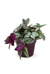 Tradescantia Rouge in B. for Soft