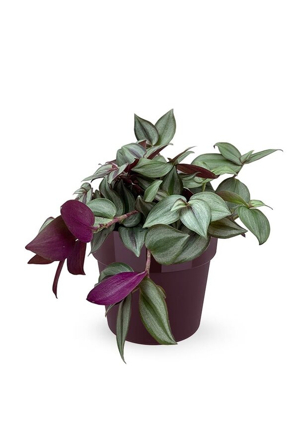 Vaderplant Red in B. for Soft