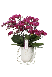 Orchidée Bellissimo Amore Ombrie violette