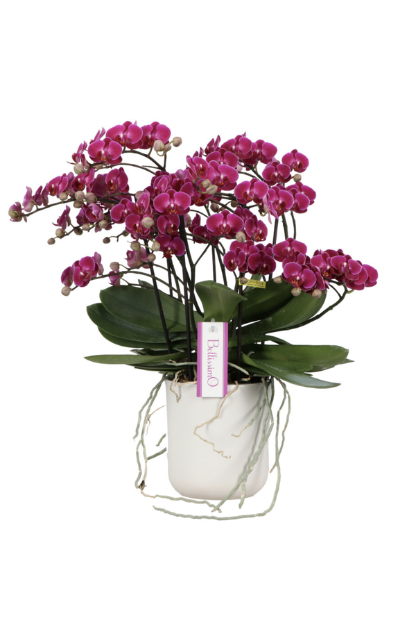 Orchidée Bellissimo Amore Ombrie violette