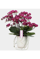 Orchidée Bellissimo Amore Ombrie violette