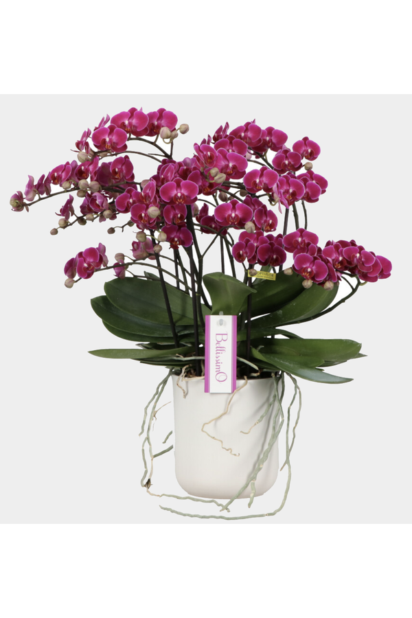 Orchidee Bellissimo Amore Umbrie paars