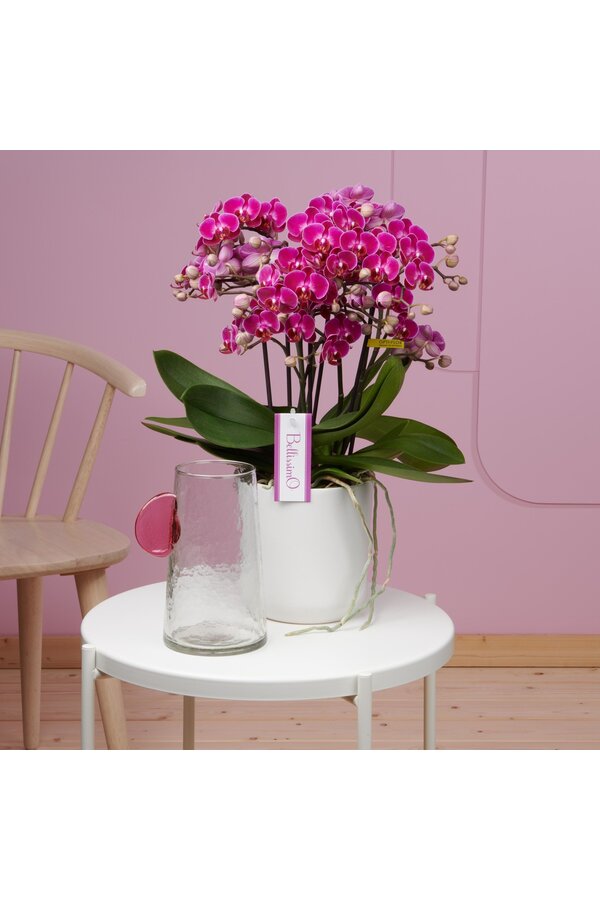 Orchidée Bellissimo Amore Ombrie violette