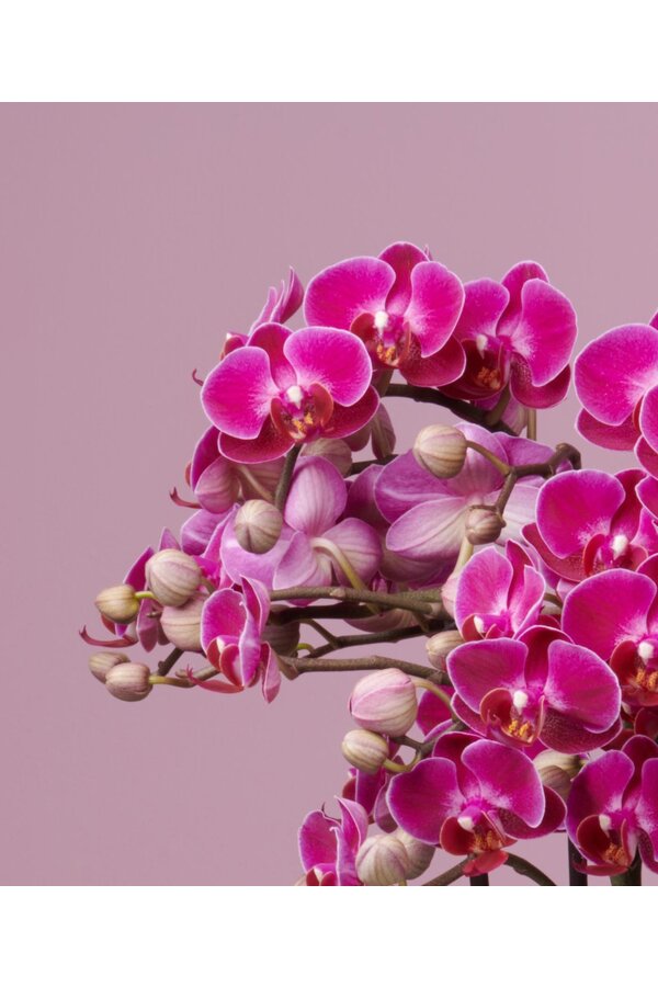 Orchidee Bellissimo Amore Umbrie paars