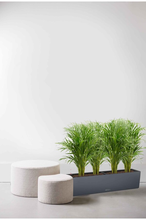 Palmier doré Aréca dans balconnière auto-irrigante