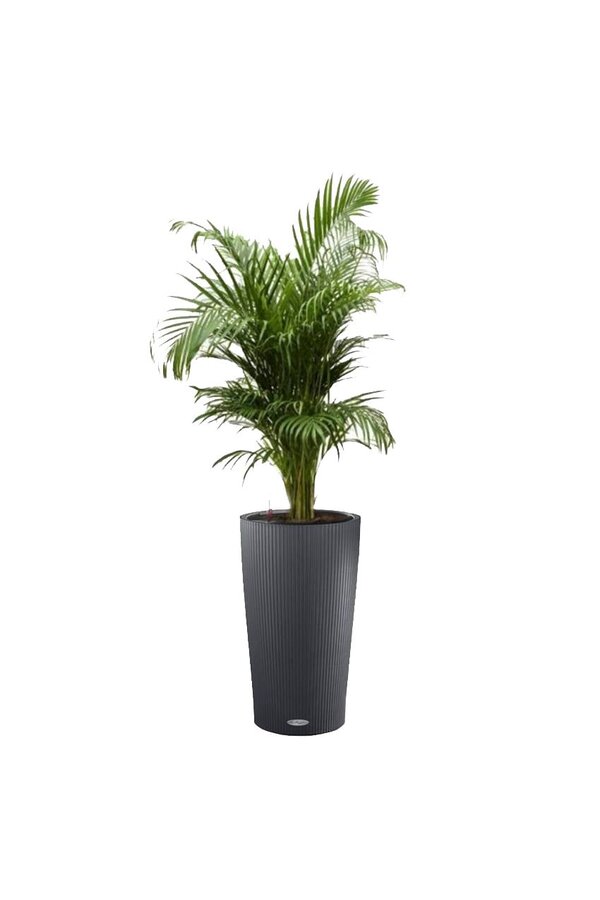 Palmier doré en pot auto-arrosant