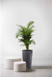 Palmier doré en pot auto-arrosant