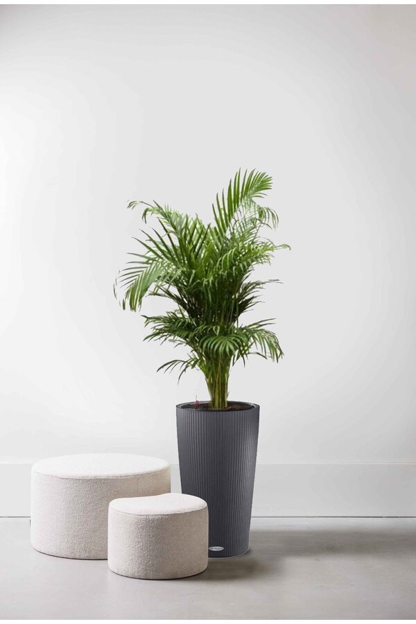 Palmier doré en pot auto-arrosant