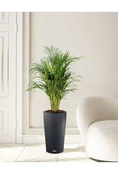 Palmier doré en pot auto-arrosant