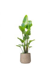 Strelitzia in Forli XXL