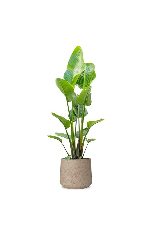 Strelitzia in Forli XXL