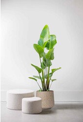 Strelitzia en Forli XXL