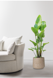 Strelitzia en Forli XXL