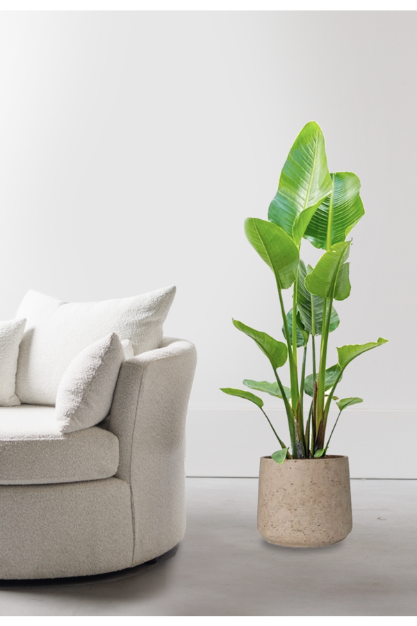 Strelitzia en Forli XXL