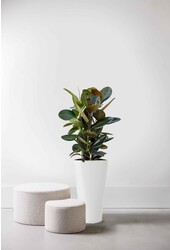 Ficus Abidjan dans un pot Delta auto-arrosant