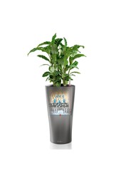 Ficus Abidjan dans un pot Delta auto-arrosant