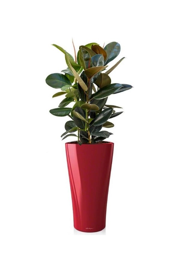 Ficus Abidjan dans un pot Delta auto-arrosant