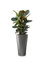 Ficus Abidjan dans un pot Delta auto-arrosant