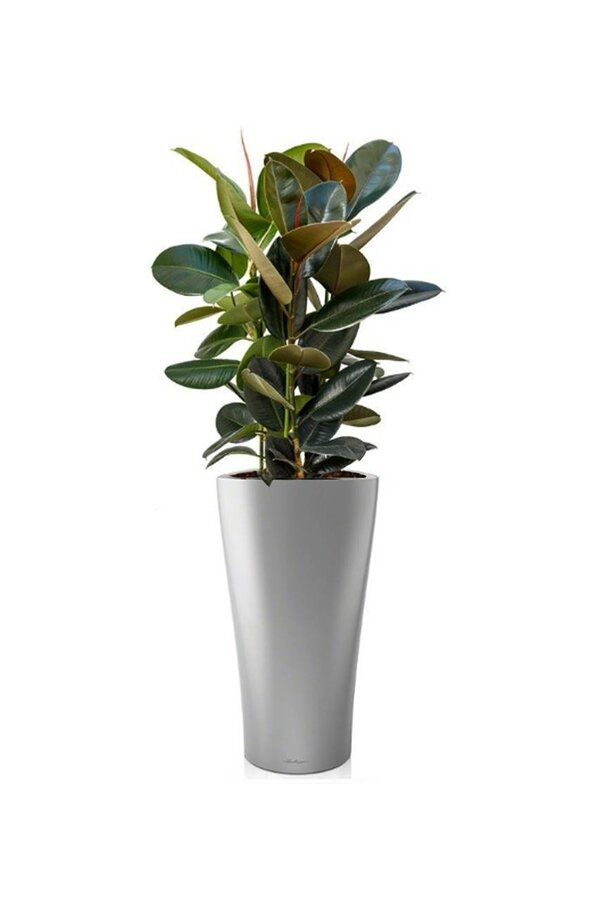 Ficus Abidjan dans un pot Delta auto-arrosant