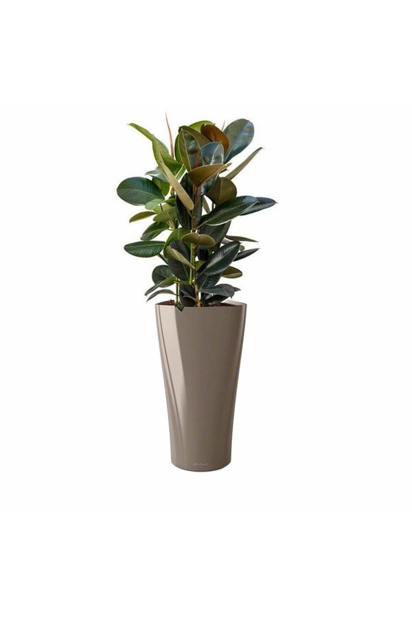 Ficus Abidjan dans un pot Delta auto-arrosant