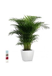 Goudpalm Areca in Zelfwatergevende Quadro