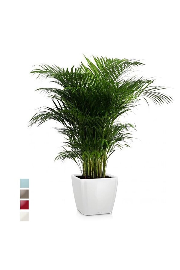 Goudpalm Areca in Zelfwatergevende Quadro