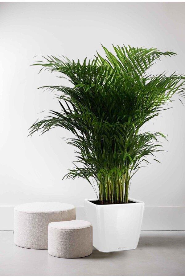 Goudpalm Areca in Zelfwatergevende Quadro