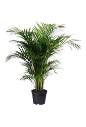 Goudpalm Areca in Zelfwatergevende Quadro