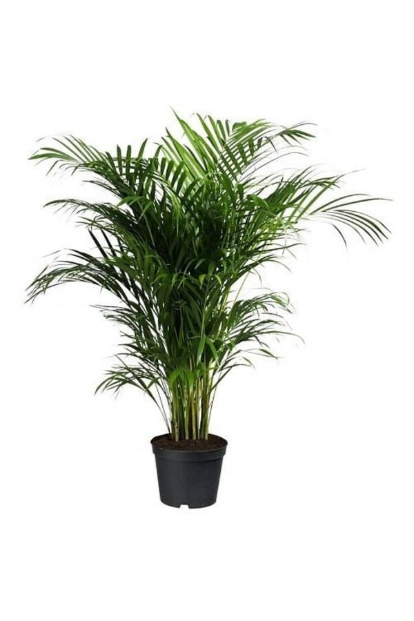 Goudpalm Areca in Zelfwatergevende Quadro