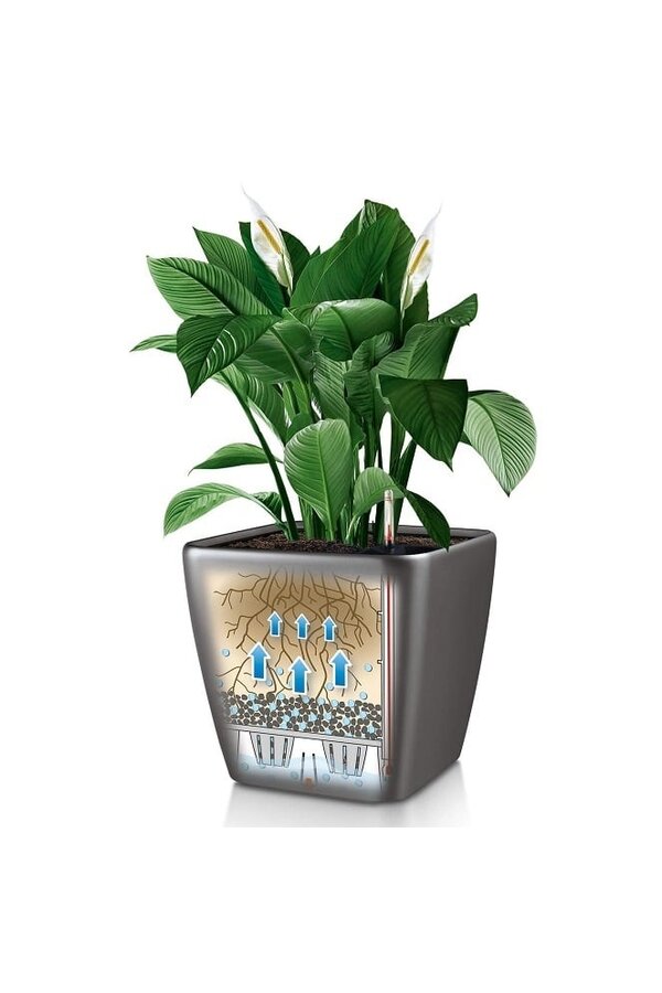 Palmier doré Areca dans un Quadro auto-irrigant