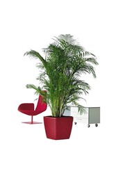 Goudpalm Areca in Zelfwatergevende Quadro