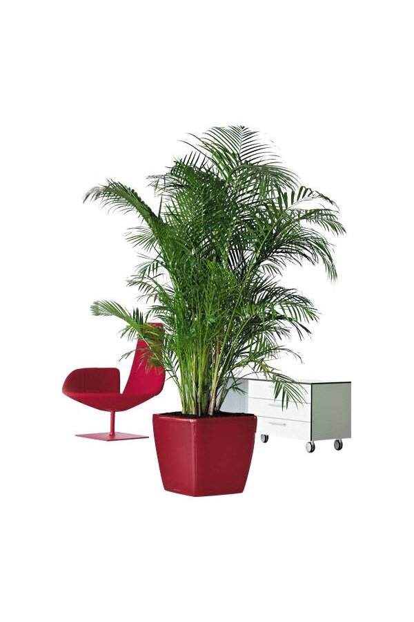 Palmier doré Areca dans un Quadro auto-irrigant