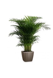 Goudpalm Areca in Zelfwatergevende Quadro