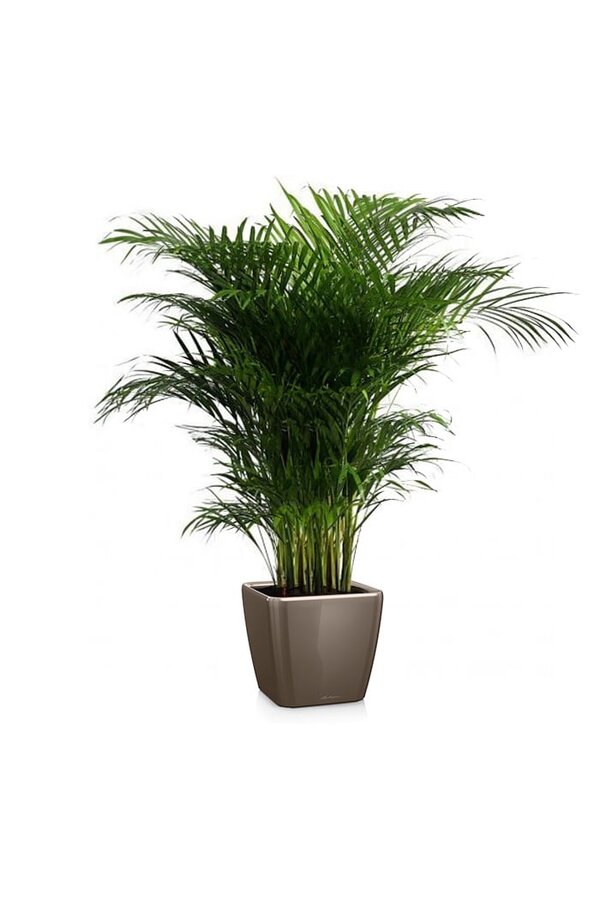 Palmier doré Areca dans un Quadro auto-irrigant