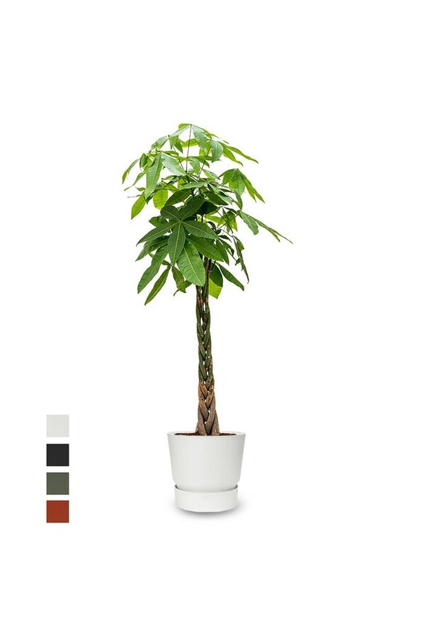 Pachira à Greenville