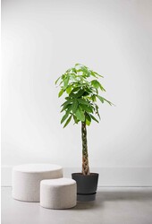 Pachira à Greenville