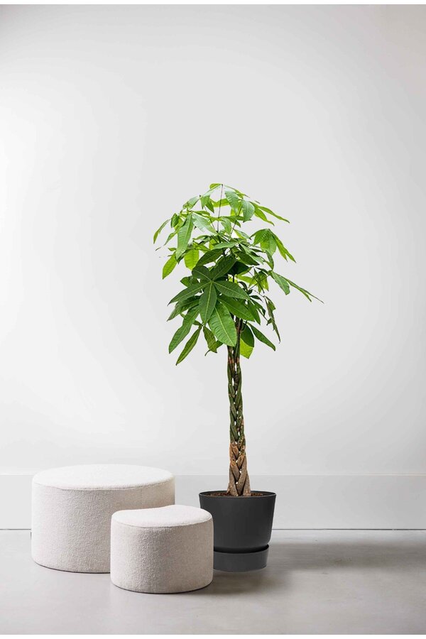 Pachira à Greenville