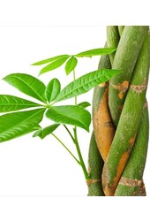 Pachira à Greenville