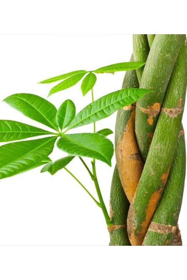 Pachira à Greenville