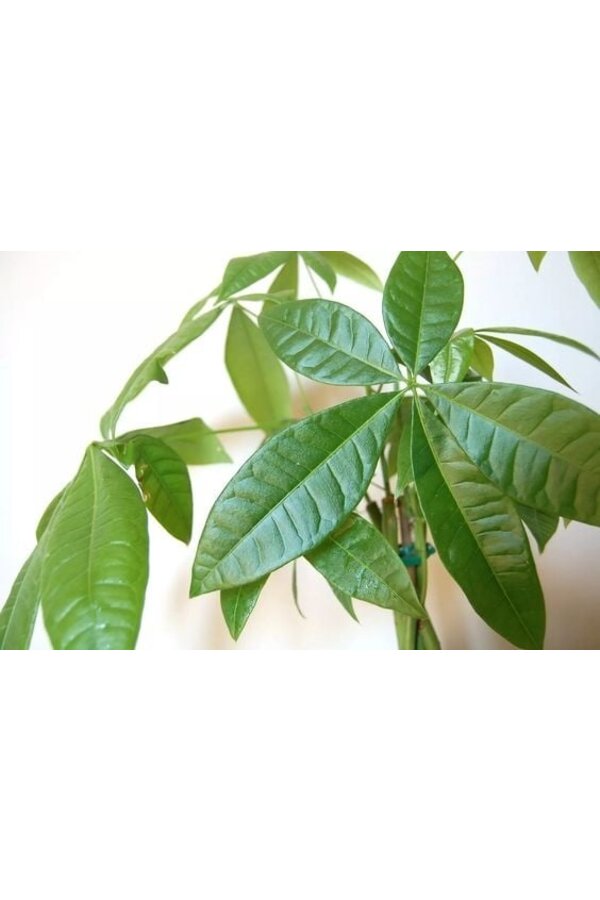 Pachira à Greenville