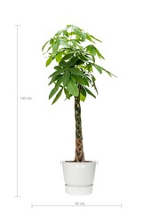 Pachira à Greenville