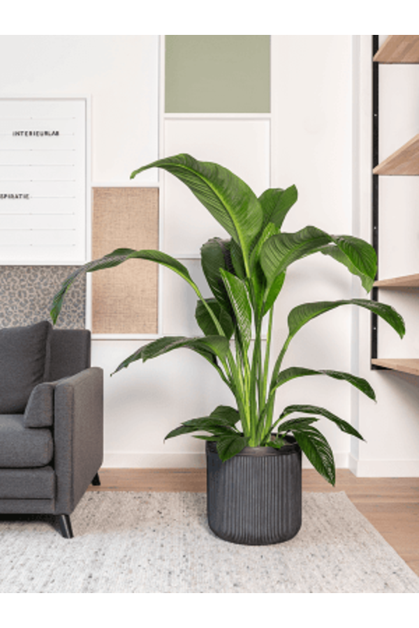 Baq Cylindre à Côte Verticale Anthracite