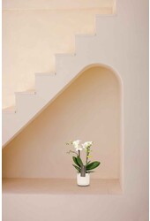 Phalaenopsis Optifriend Sandra Lazio blanc