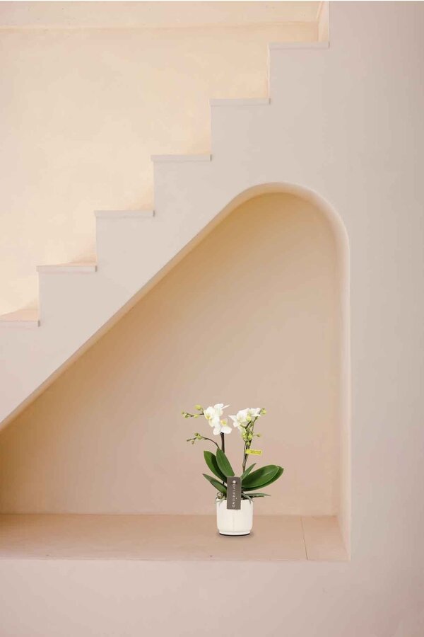 Phalaenopsis Optifriend Sandra Lazio blanc
