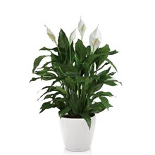 Lechuza Spathiphyllum dans un pot auto-arrosant Classico